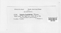 Septoria scutellariae image